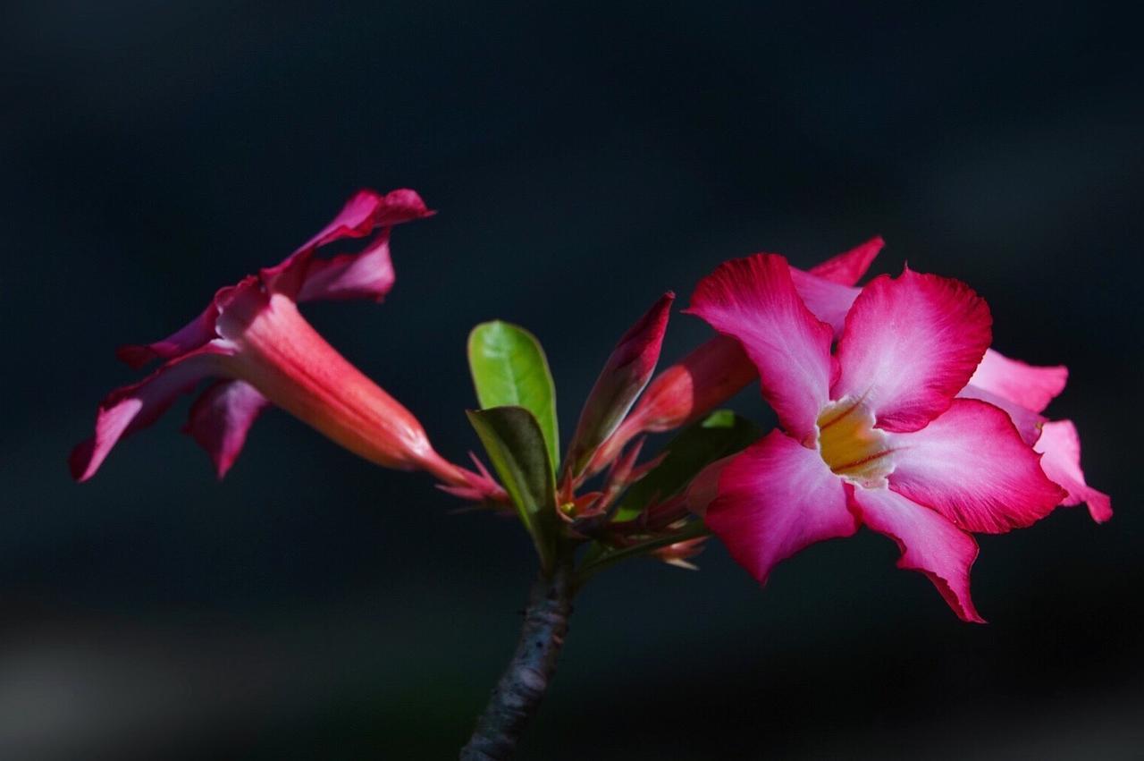 El Homestay Bali Νούσα Ντούα Εξωτερικό φωτογραφία