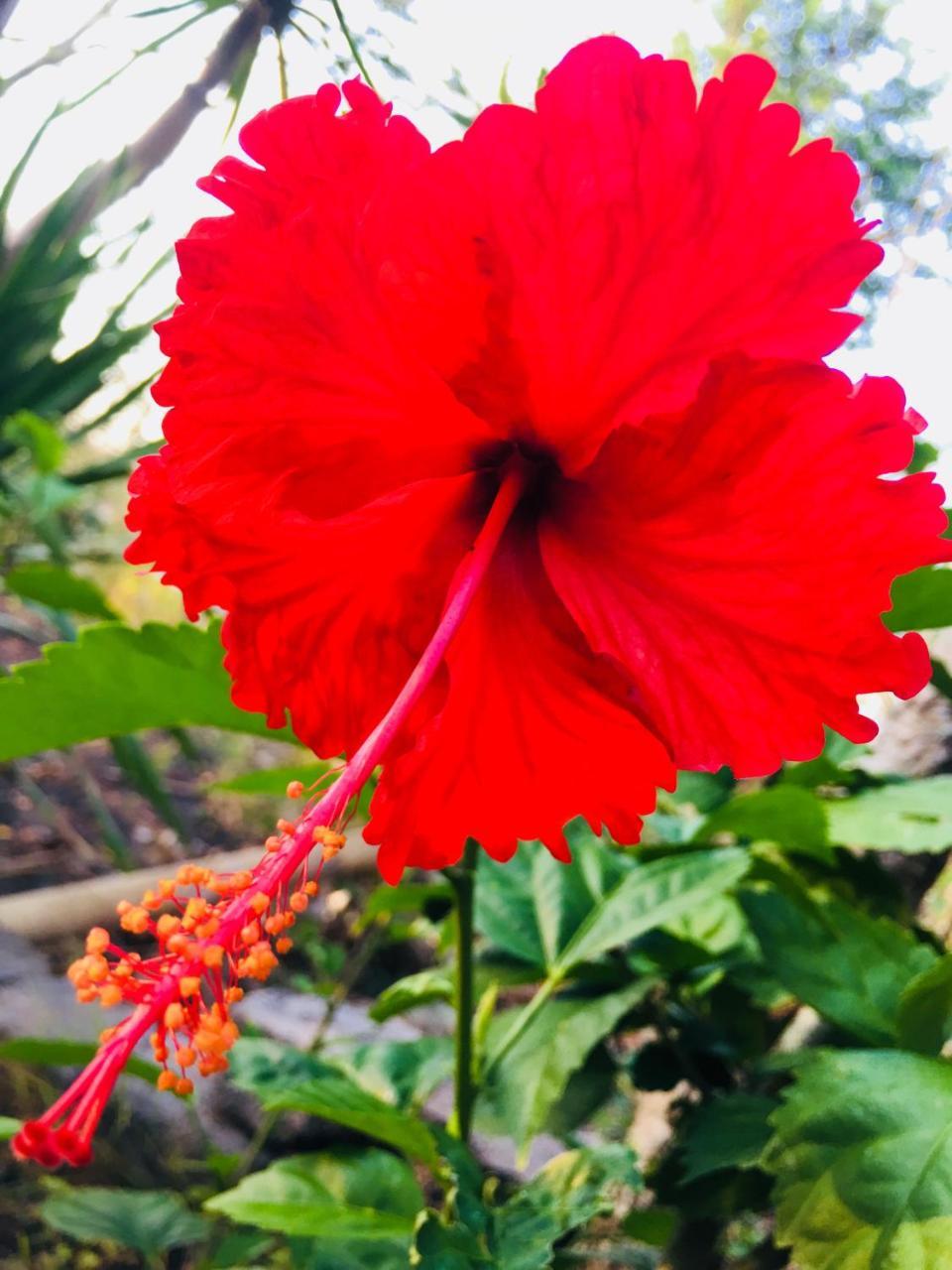 El Homestay Bali Νούσα Ντούα Εξωτερικό φωτογραφία